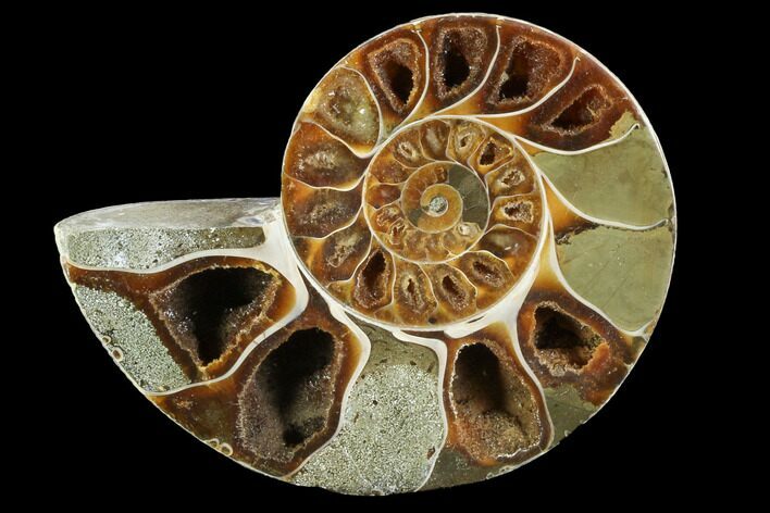 Thick Ammonite (Anapuzosia) Fossil Half #88028